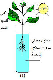 بحث حول التغذية عند النبات الاخضر - معلومات قيمه جدا عن النبتات 10265