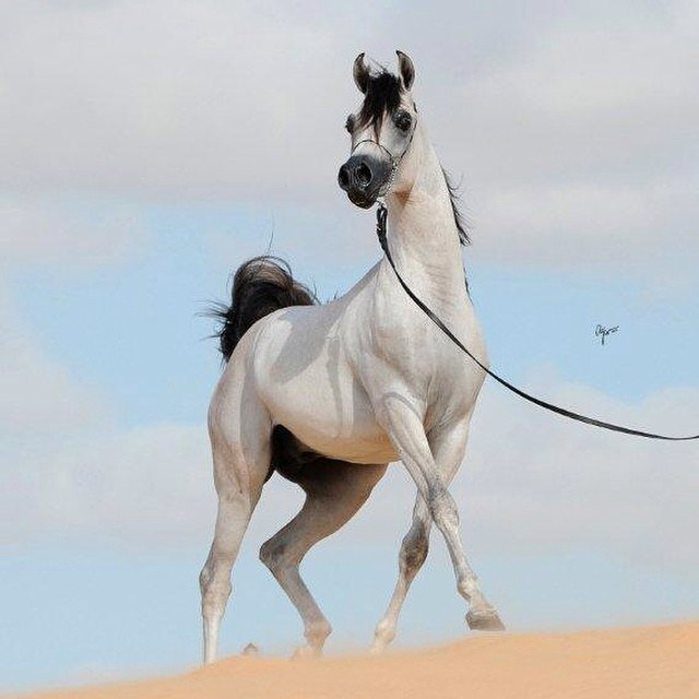 خيل اصيل - الخيل العربى 4297 7