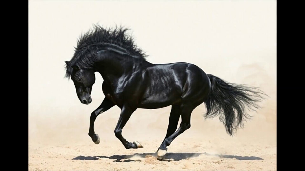 الخيل العربي الاصيل 2223