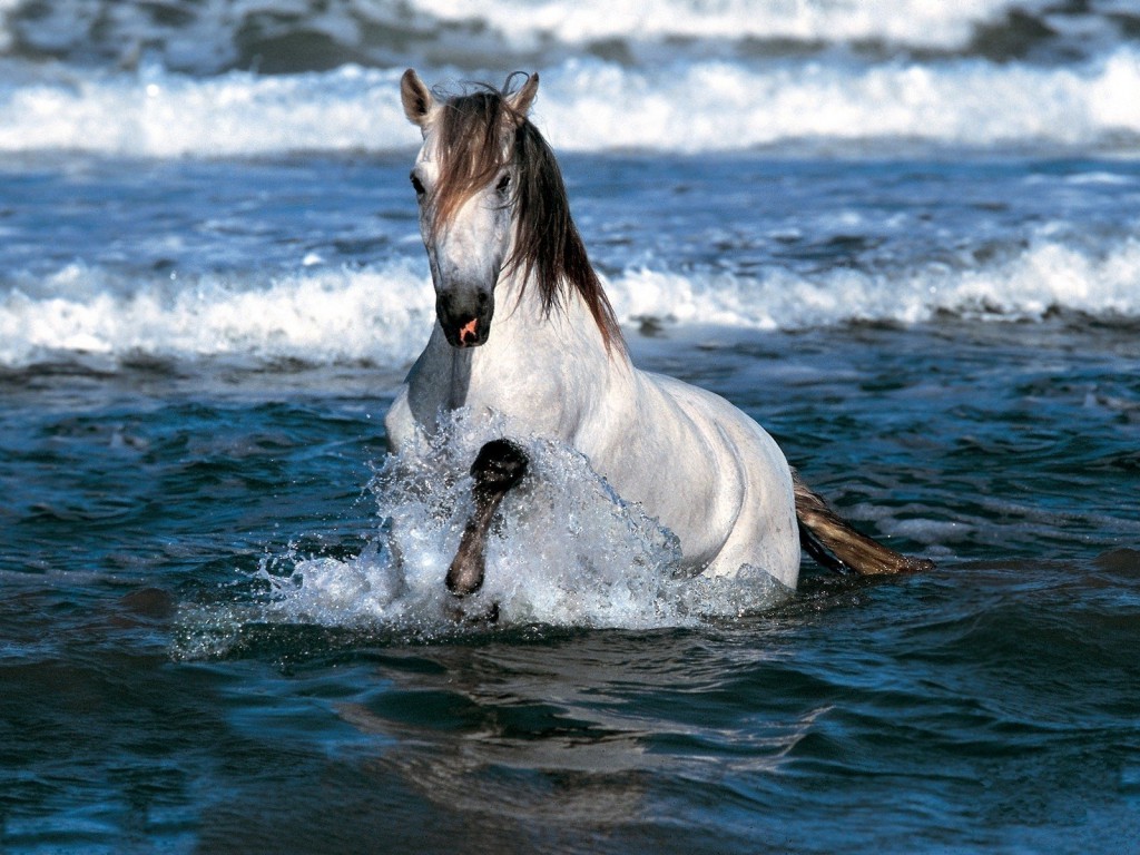 الخيل العربي الاصيل 2223 10