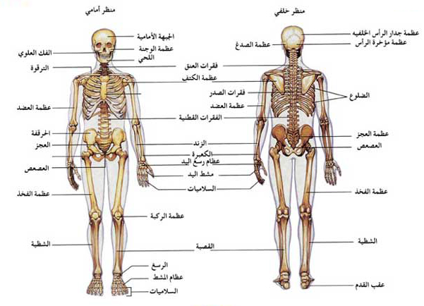 صور جسم الانسان - ماهي مكونات جسم الانسان 5994 8