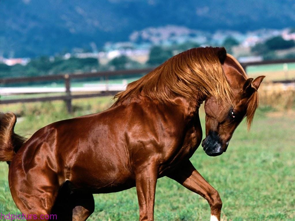 اجمل الخيول العربيه الاصيله - صور خيل 6731 2