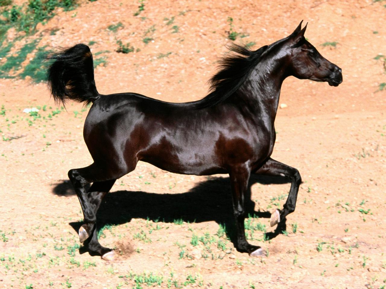 الخيل العربي الاصيل 2223 14