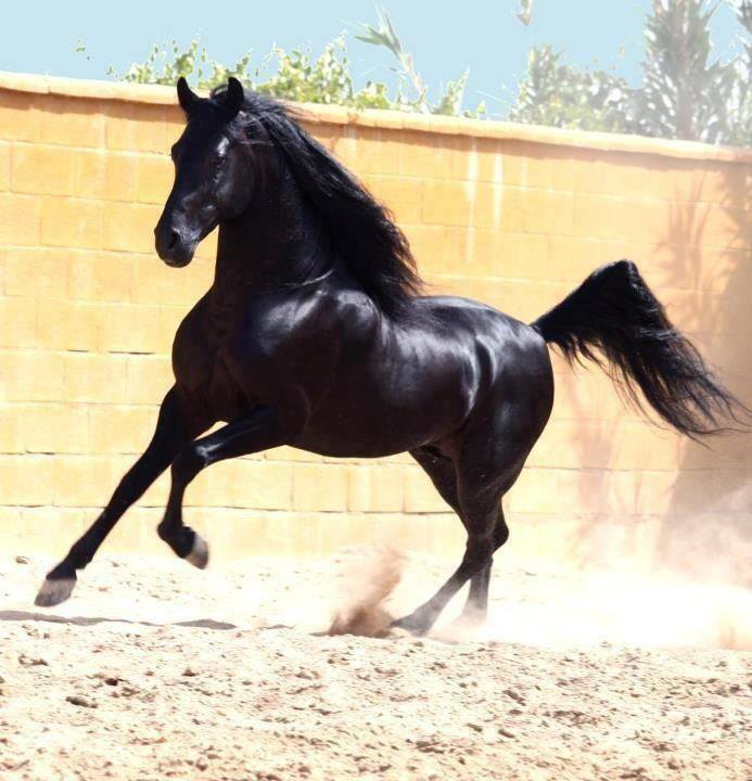 خيل اصيل - الخيل العربى 4297 3