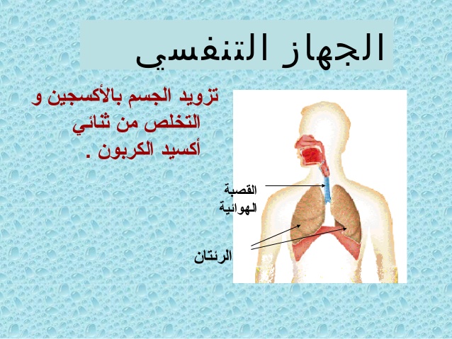 صور جسم الانسان - ماهي مكونات جسم الانسان 5994 5