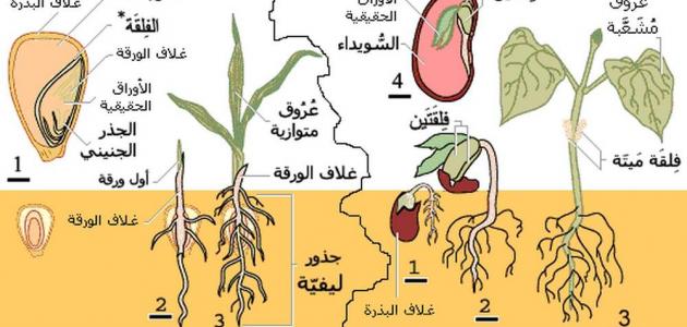 بحث حول التغذية عند النبات الاخضر - معلومات قيمه جدا عن النبتات 10265 3