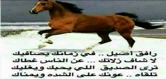 قصائد مدح قصيره