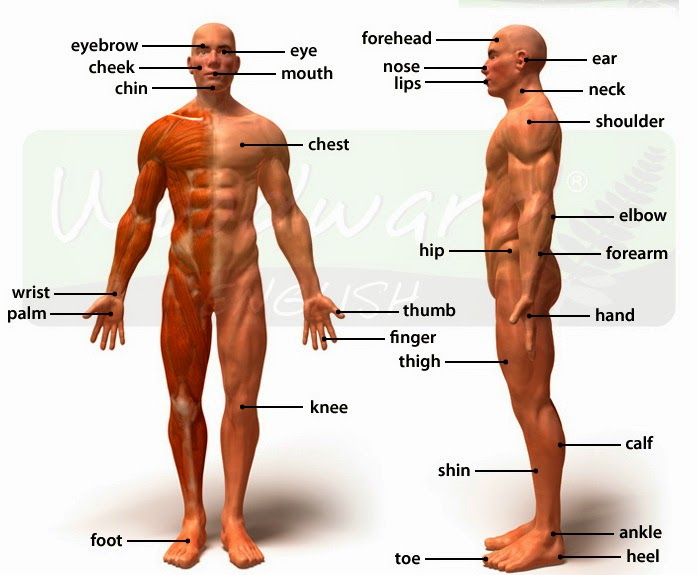 جسم الرجل , تعرف على جسم الرجل