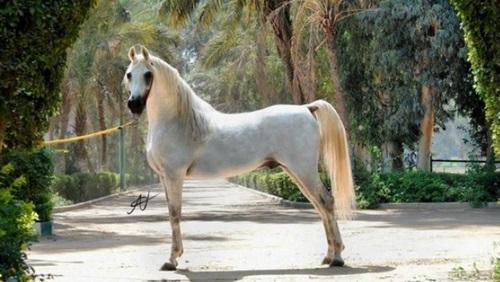 خيل اصيل - الخيل العربى 4297 11