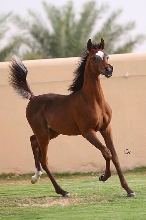 خيل اصيل - الخيل العربى 4297