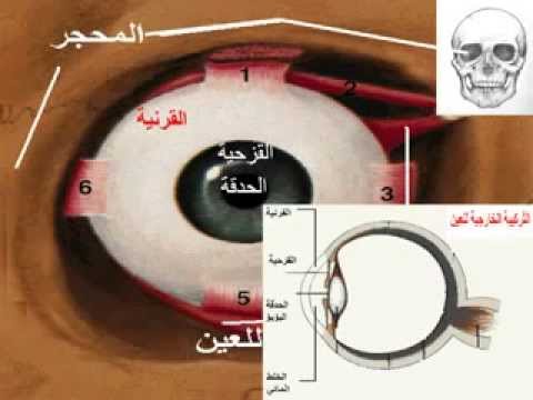 مكونات العين - اجزاء العين واهميتها 6468