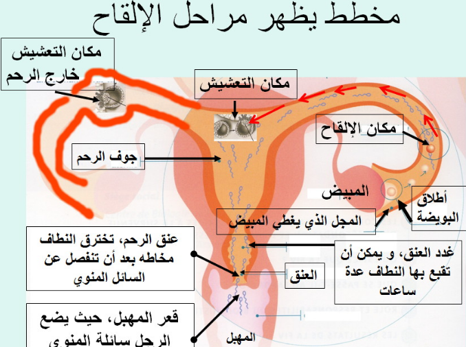 عند تلقيح البويضة ماذا تشعر المراة - ماذا يحدث للمراة عند تلقيح البويضة 2011