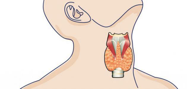 اعراض قصور الغدة الدرقية - انتبة واذهب للطبيب فورا 2630 1