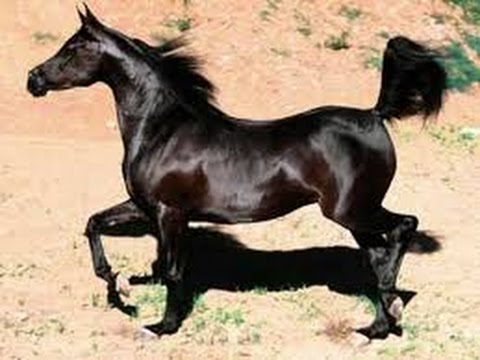 خيل عربي اصيل , اجمل الخيول العربيه الاصليه