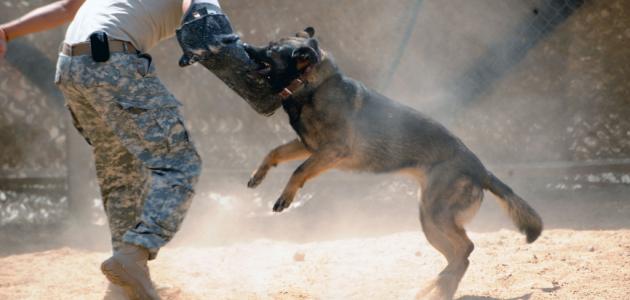 كيفية تدريب الكلاب على الشراسة كيفية تدريب الكلاب - تدريب على النباح بالامر ريناد الفضة