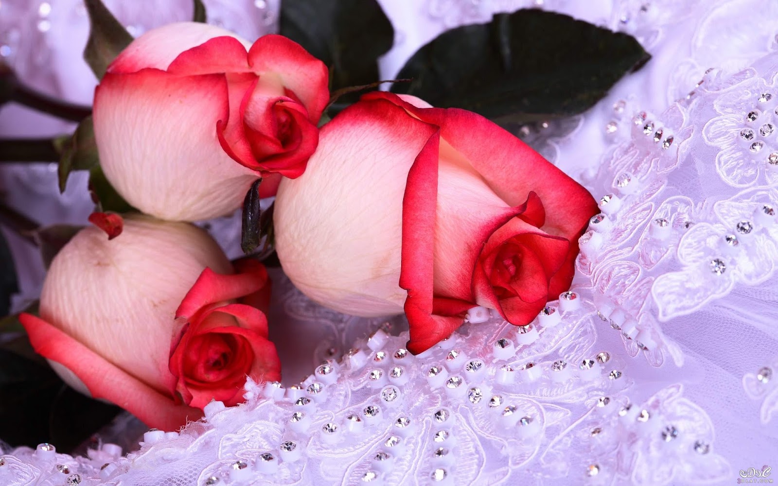 اجمل ورود الحب صور اجمل باقات الورود كارز