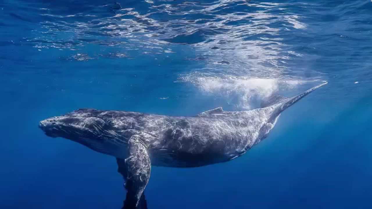 اكبر حوت في العالم , الحوت الازرق اضخم الحيتان فى العالم كارز
