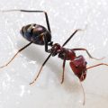 3224 3 معلومات عن النمل - معلومات عن النمل لن تصدقها رزان جبيل