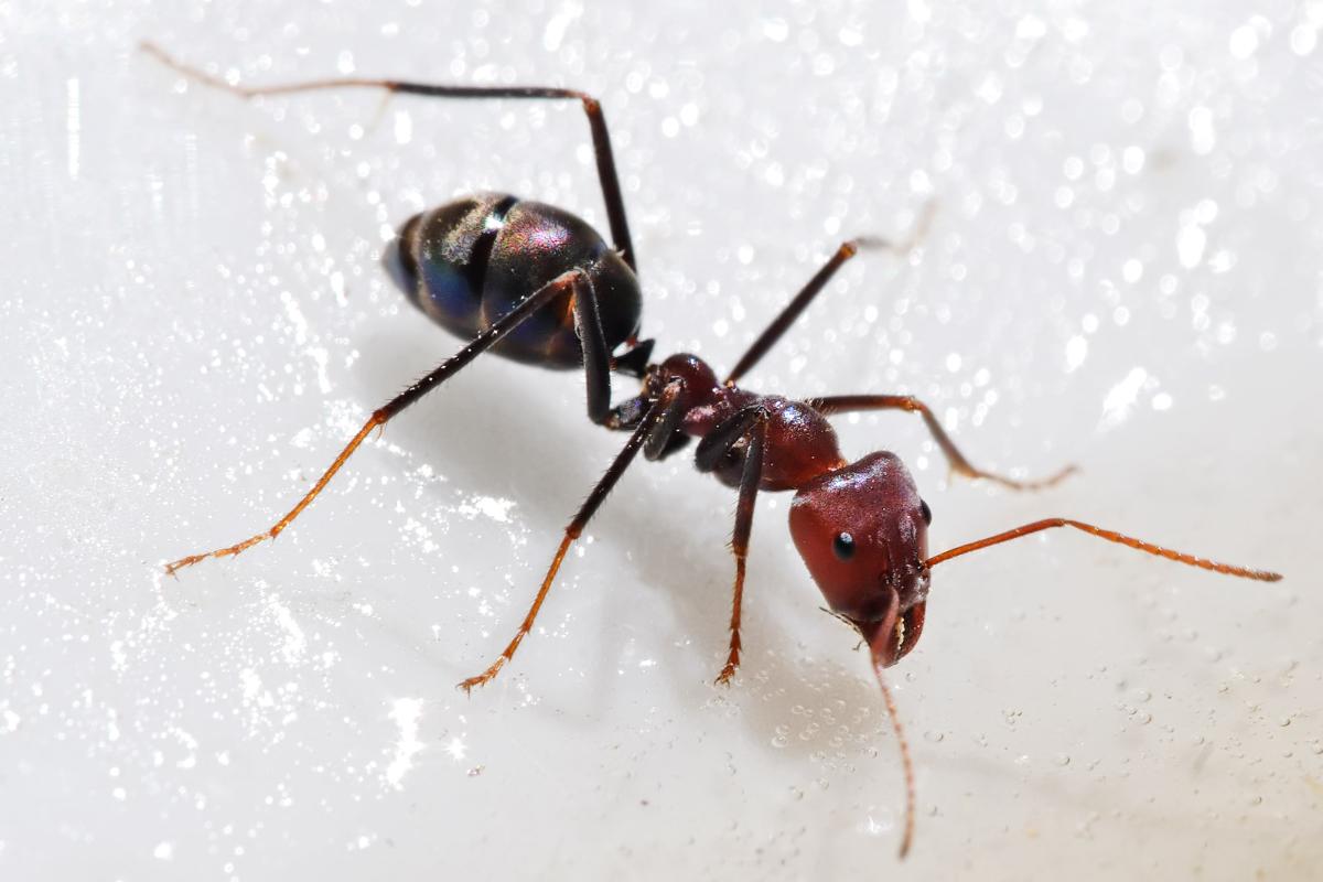 3224 3 معلومات عن النمل - معلومات عن النمل لن تصدقها زاخر شبلي