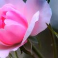 4756 11 اجمل وردة في العالم - احلى الورود فى العالم سامية سفيان