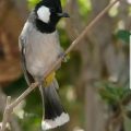 576 10 صور بلابل - اجمل انواع الطيور التي يمكنك ان تراها وسيلة كاميليا
